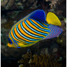 Pygoplites Diacanthus Océan Indien(mer rouge) 8-10 cm